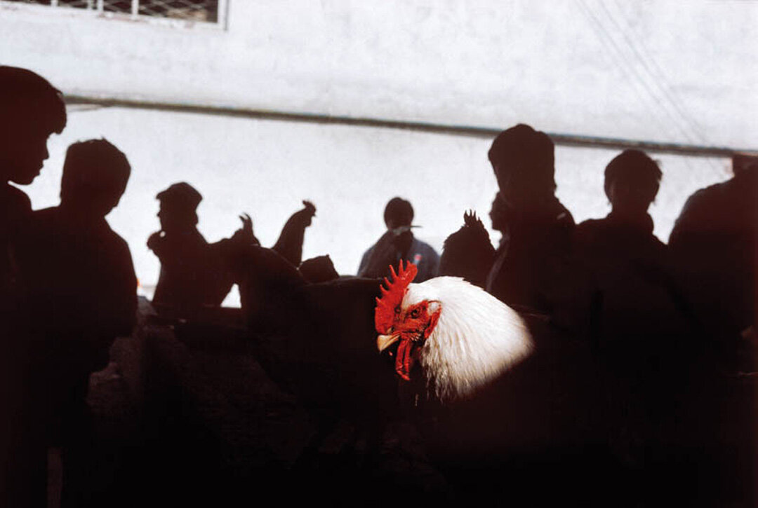 Фото Георгий Пинхасов©