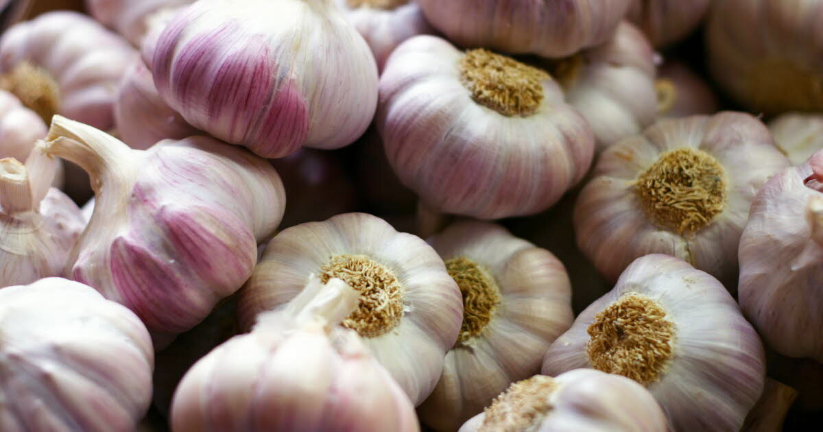 Грамотный уход позволит собрать отменный урожай чеснока