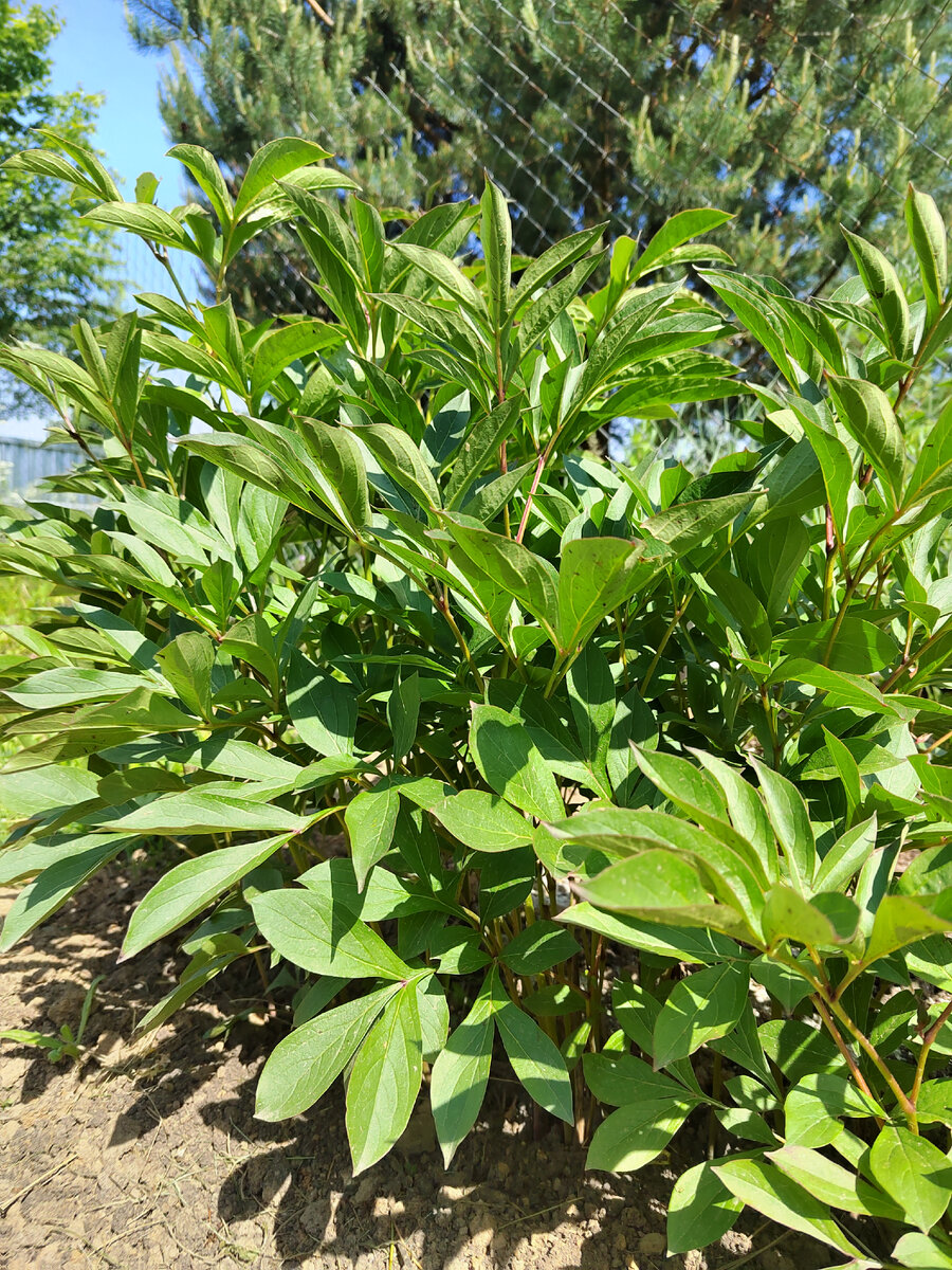 Мой пион. Второй год после пересадки
