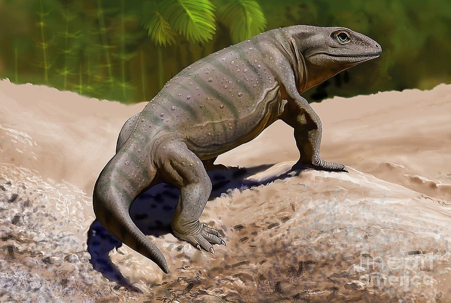 Палеозойское земноводное. Seymouria Baylorensis. Сеймурия и котилозавры. Нижнепермская сеймурия. Сеймурия пресмыкающиеся.