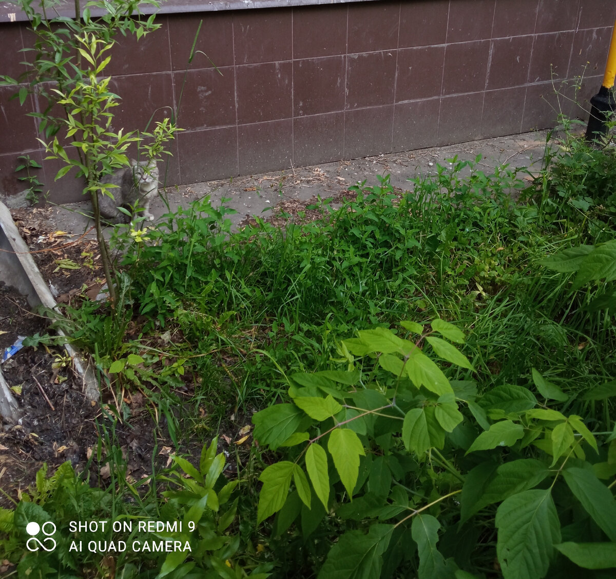 Мой испуганный сородич  Фото Мурзилки