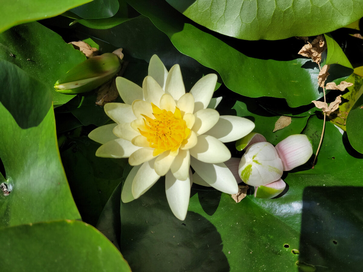 Фото  автора.Жёлтая кувшинка.