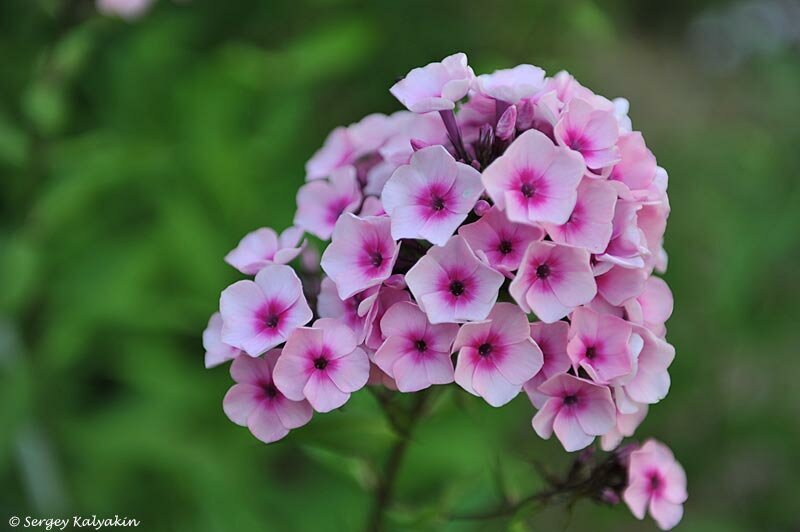 Флокс Мозаика. Е.А. Константинова, Высота 70-80 см, цветок 2,5 см. На светло-розовом поле лепестков горит крупный малиново-пурпурный глазок. Плотные соцветия обладают рельефной формой. Эффектный, устойчивый и надежный сорт.