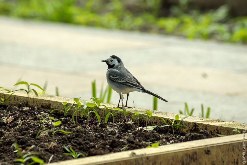 2. Белая трясогузка © NickFW.ru — 20.05.2021г.