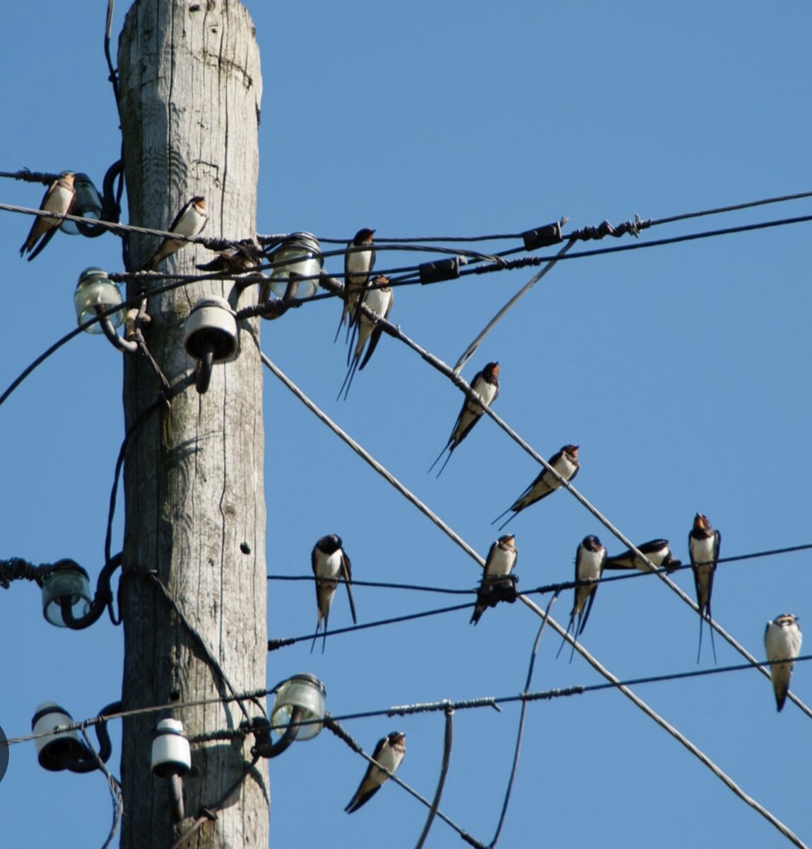 птицы на проводах. замыкание изолятора. электрическая дуга 110 кв. столб с проводами. изолятор вл 110 кв.