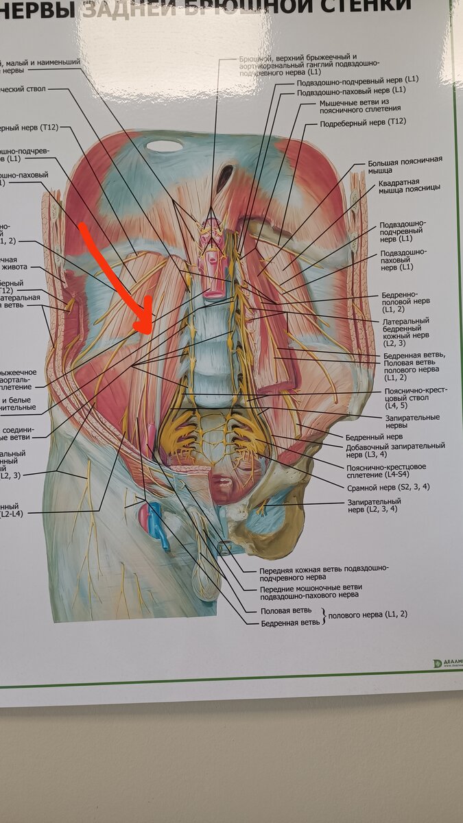 Топографическая анатомия срамного нерва. Лечение полового нерва. Лечение полового нерва. Пудендальный нерв анатомия. Половой нерв точки выхода.