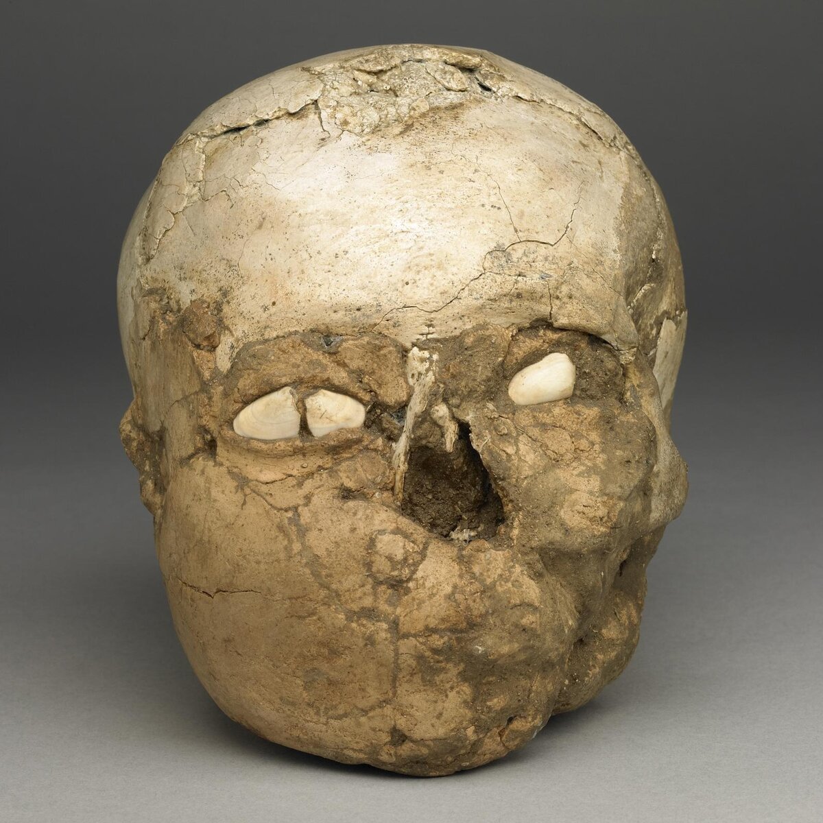 Череп древнейшего человека. Останки австралопитеков. Австралопитек афарский челюсть. Череп древнейшего человека. Череп древнейшего человека.