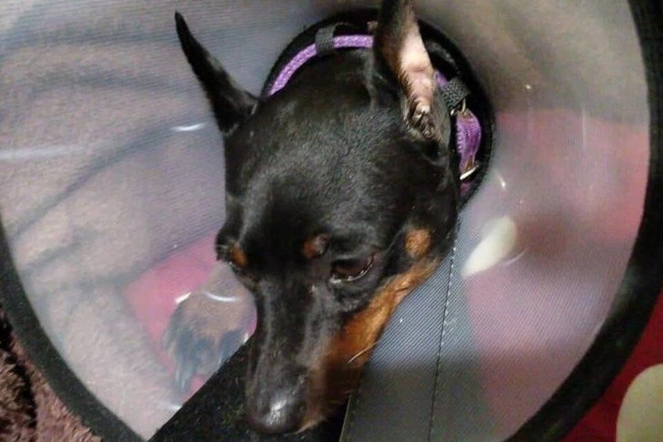 Пес после операции. 