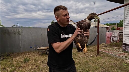 РАЗВЕДЕНИЕ УТОК КАК БИЗНЕС НА МЯСО