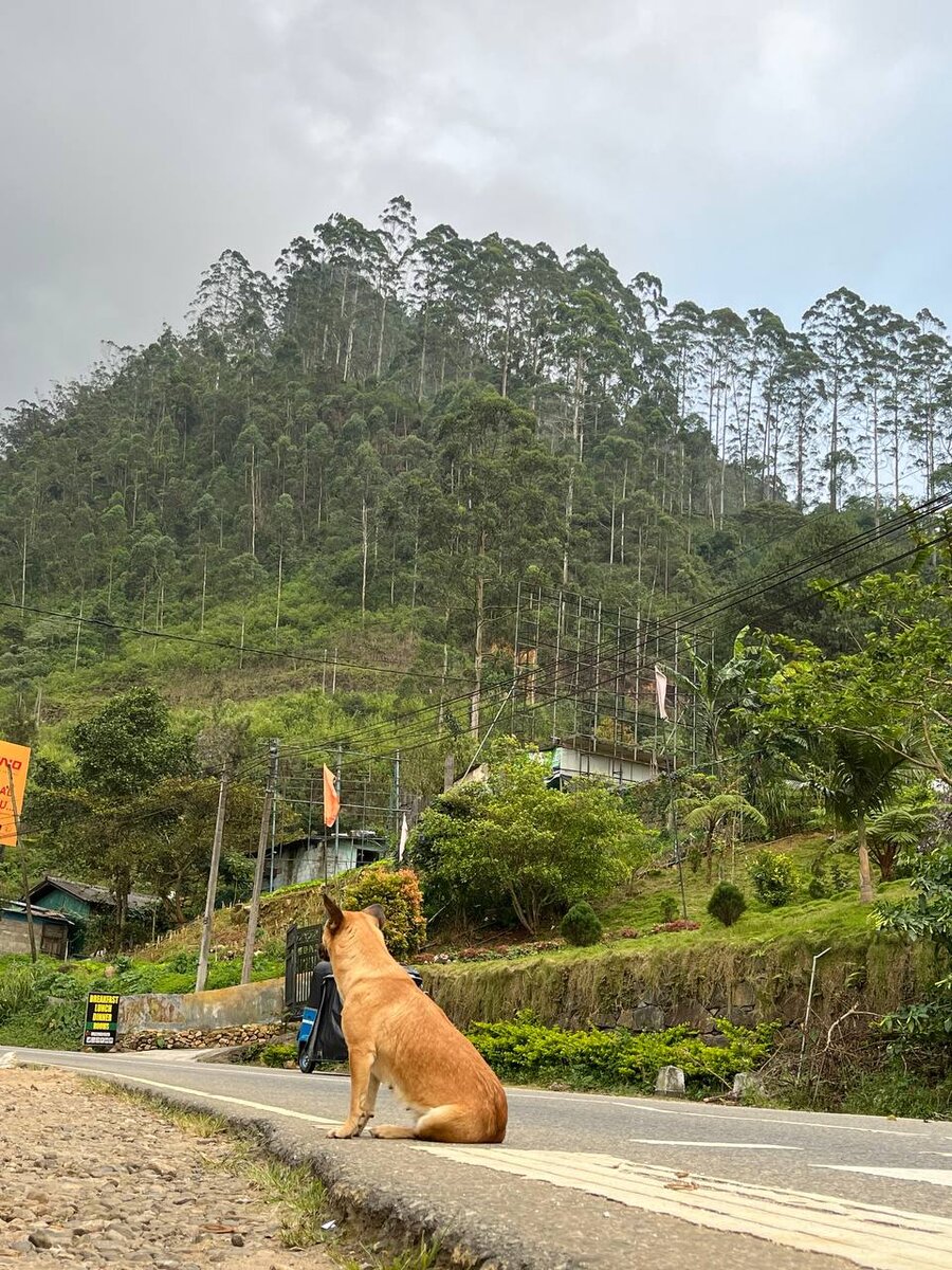 Задумчиво смотрит вдаль вблизи гор Нувары-Элии