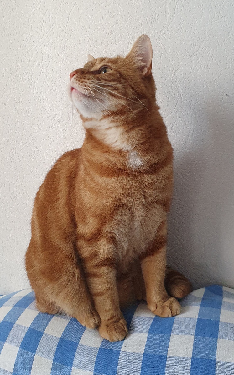 Замурчательного дня!