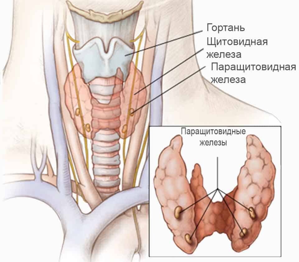 Щитовидная железа паращитовидные железы. Щитовидная железа и паращитовидная железа. Расположение щитовидной и паращитовидной железы. Строение паращитовидной железы анатомия. Строение щитовидной и паращитовидной железы.
