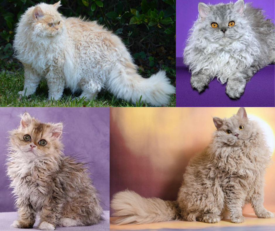 Мейн-кун: крупный и пушистый кот с впечатляющей растительностью на ушах