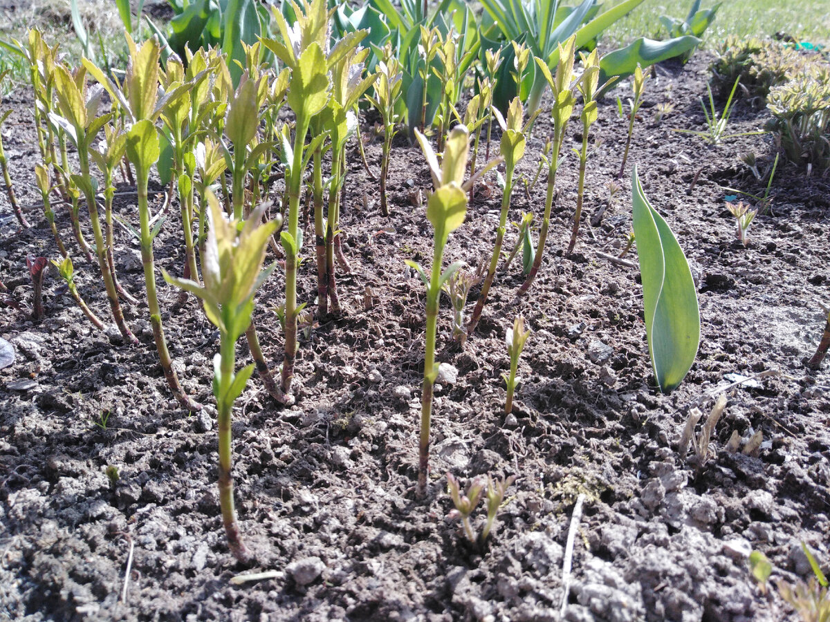 Молодая поросль вероники длиннолистной