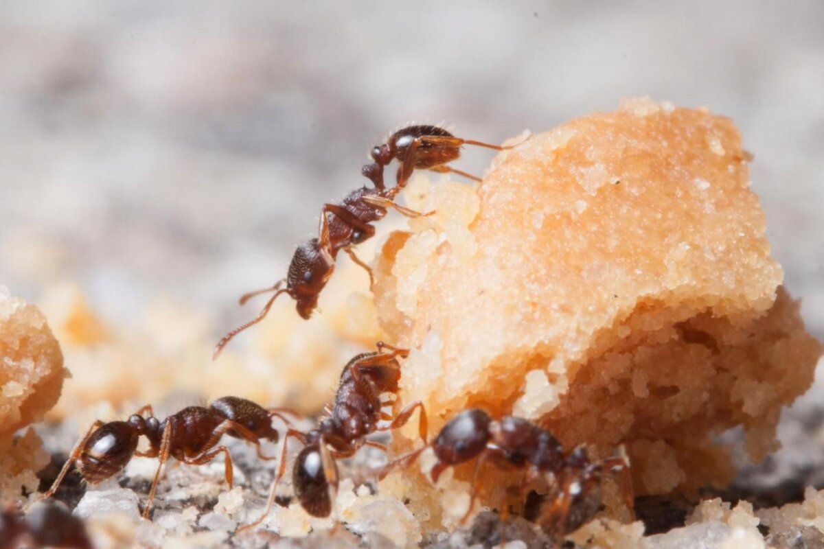 Ant eating. Ant food.