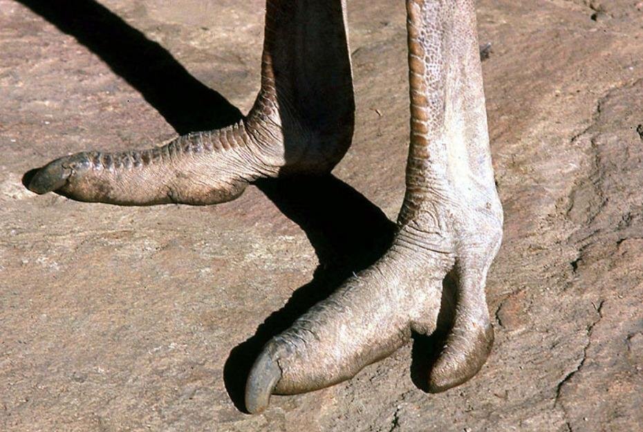 Пальцы страуса