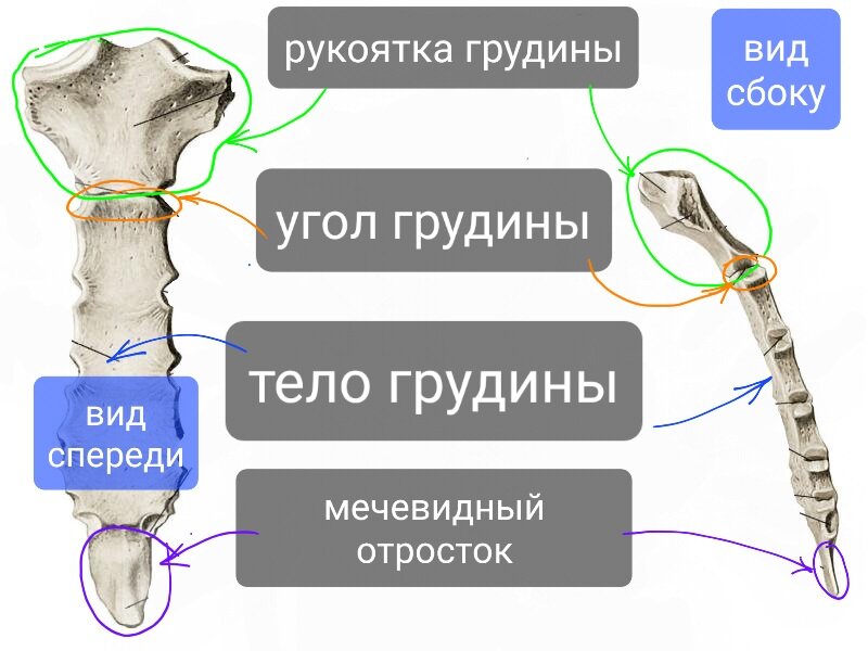 как выглядит мечевидный отросток грудины фото | Дзен