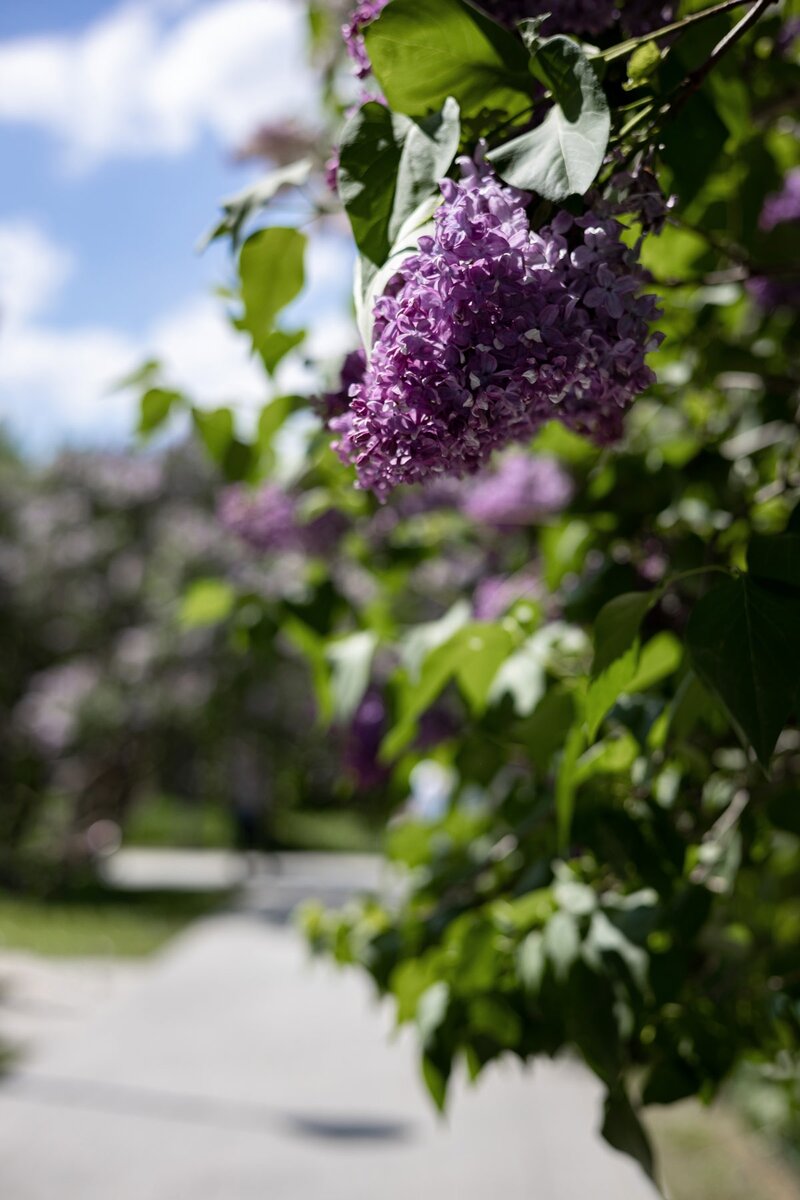 Фото ph_zakharenkova Сирень