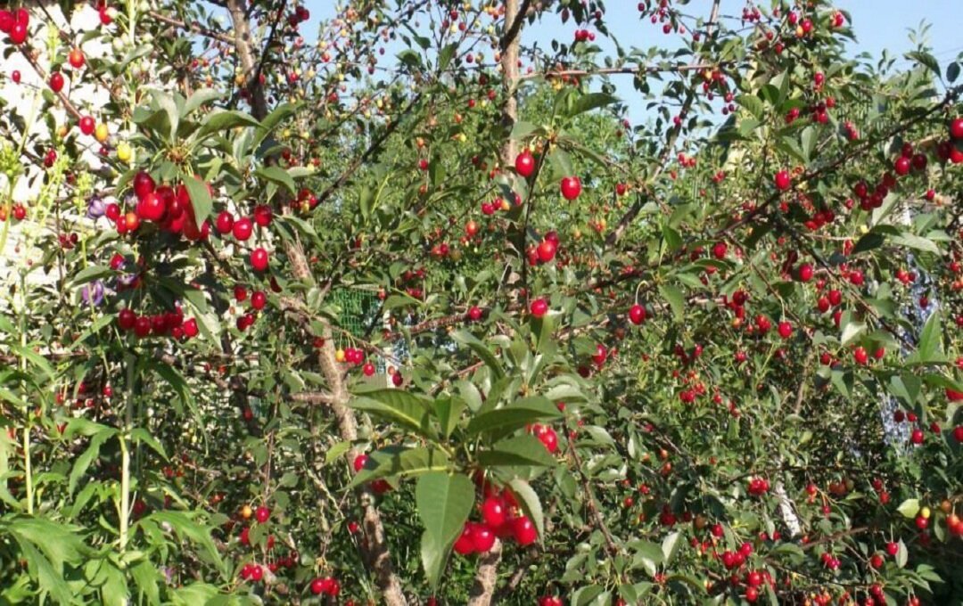 Как заменить старый забор новым без согласия соседа по участку?