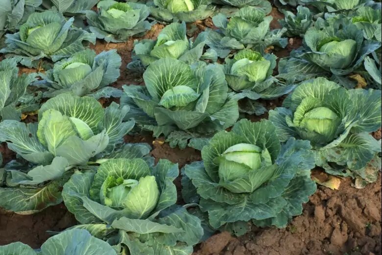 Сорта капусты белокочанной. Капуста белокочанная июльская. Капуста белокочанная. Капустные грядки. Цветная капуста на грядк.