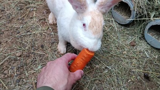 Шедовая система содержания кроликов — шеды для кроликов