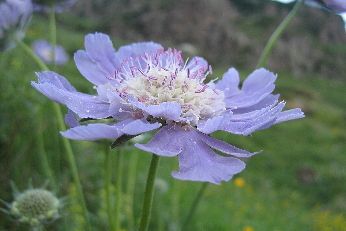 Scabiosa caucasica, Wikimedia Commons