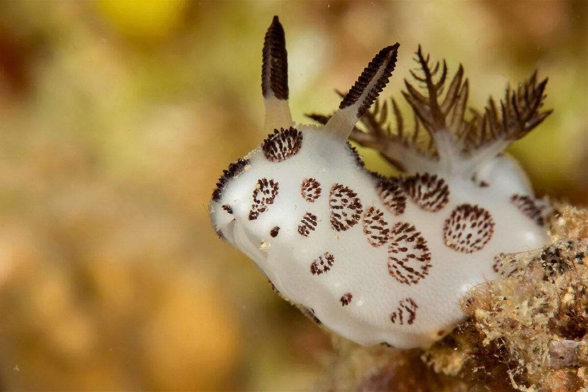 Моллюск морской заяц в своей естественной среде обитания. фото из Интернета