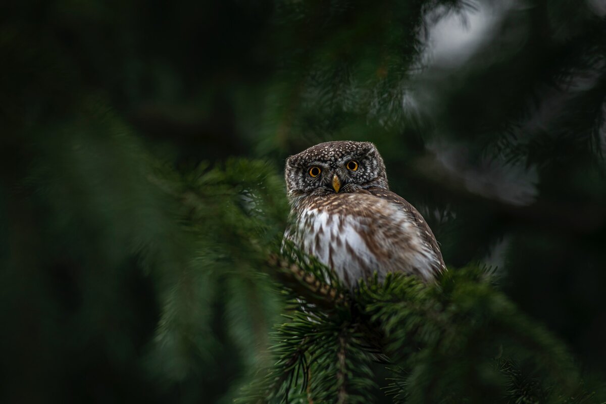 Фото с бесплатного фотоистока https://unsplash.com, автор Erik Karits