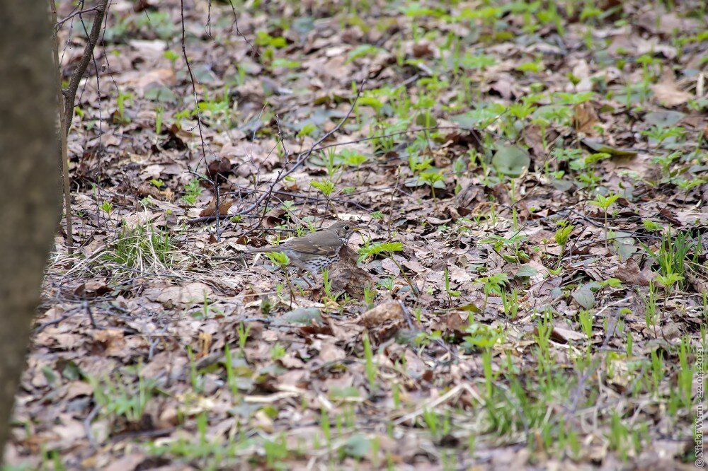 1. Певчий дрозд в Мещерском парке © NickFW.ru — 22.04.2021г.