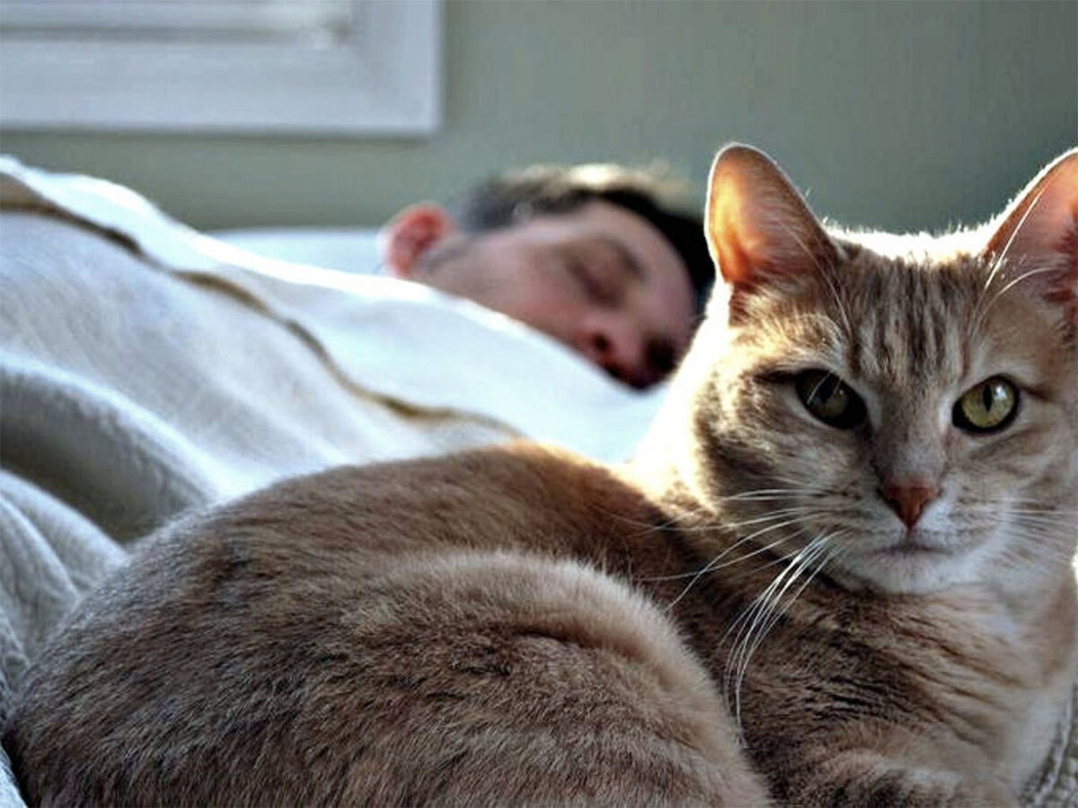 Cat parents. Кошка лежит на человеке. Сонная кошка. Котик лежит с хозяином.