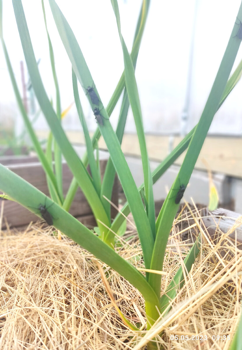 Тусовка толстоножек