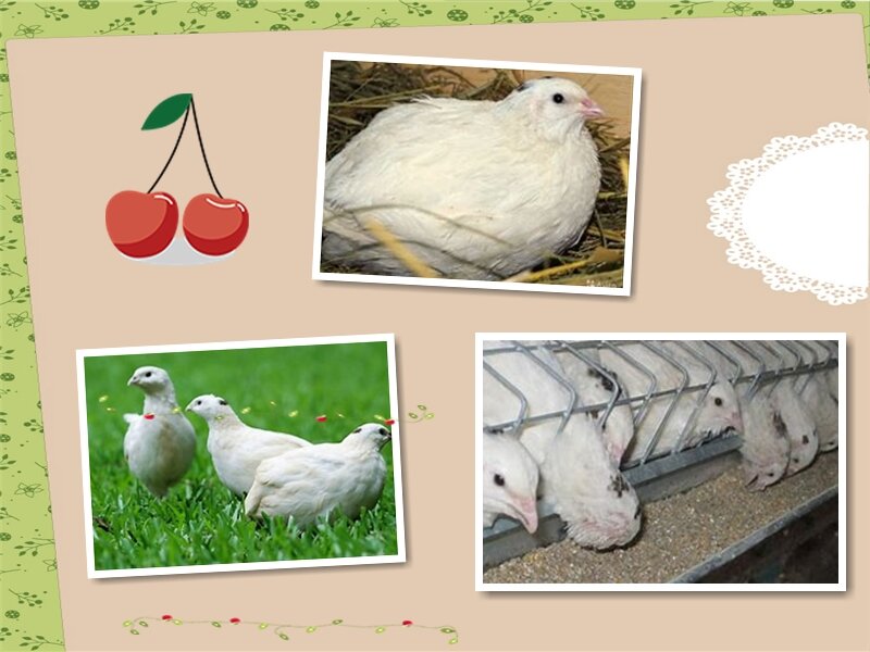 Техасский белый перепел