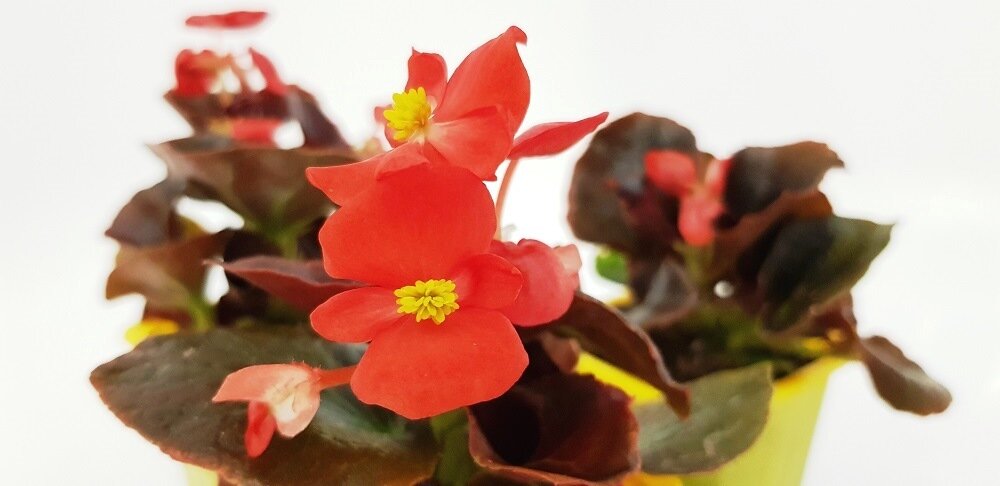    Рассада бегонии на 22 апреля (прошло 82 дня с момента посева семян, или 74 – от всходов)