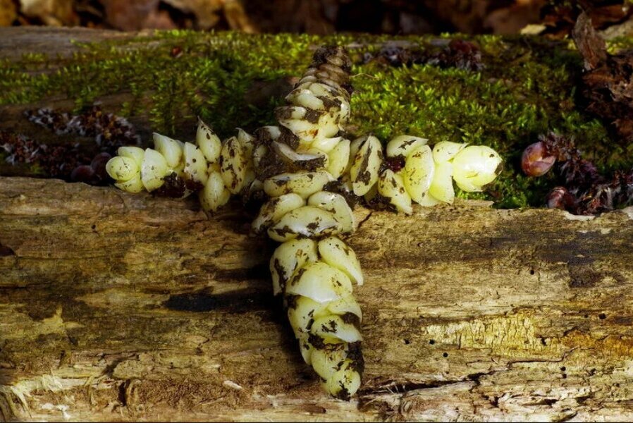 Петров крест - корневище, от формы которого произошло название растения. Фото https://dzen.ru/a/YBZTFX_QpTkPOf8B?share_to=link