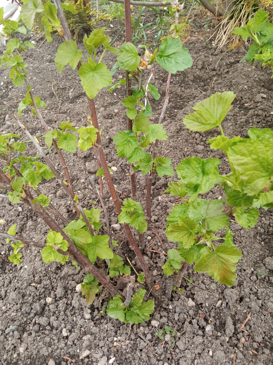 Куст явно не здоров. Фото автора.