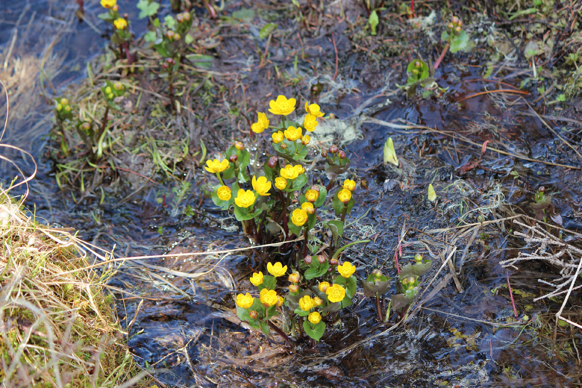 Калужница болотная. Зелёные части растения ядовитые.