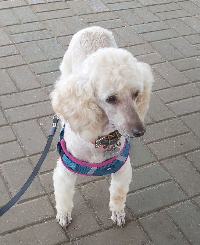 Розочка наша