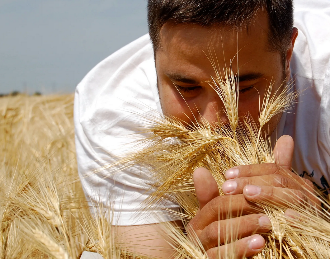 поле с колосками пшеницы. пшеница запах. колосья в руках. пшеница запах. сорбционные запахи зерна.