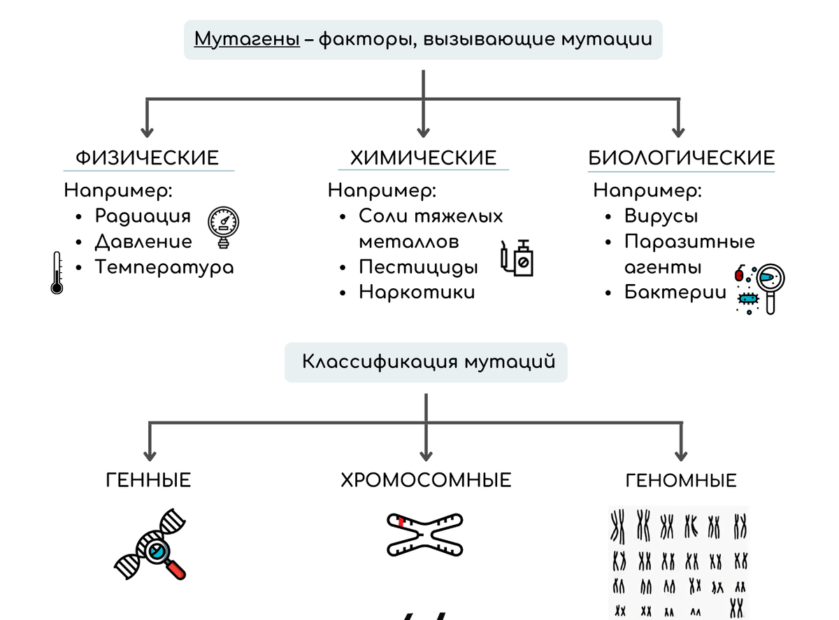 2 мутационная изменчивость 2 мутационная изменчивость