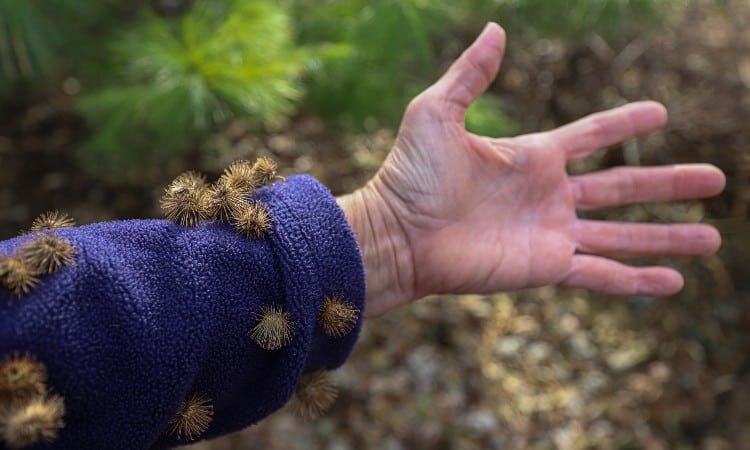 Репейник крепко вцепился в одежду