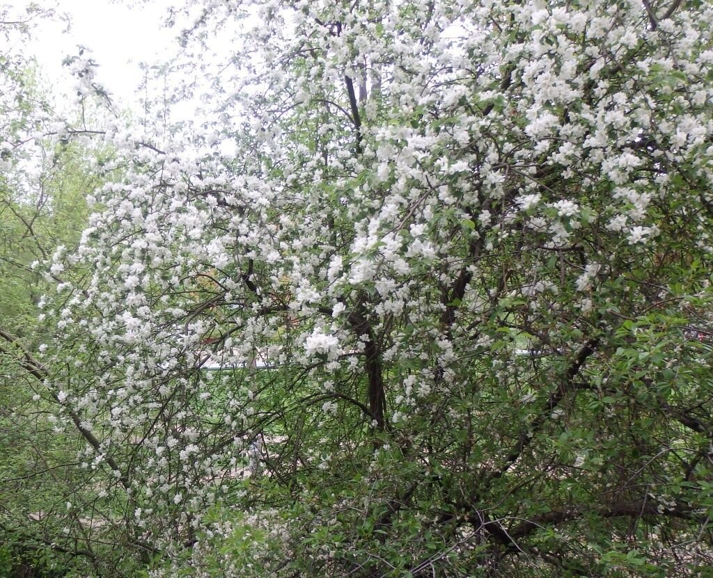 Чем подкормить черешню во время цветения. Весенняя подкормка черешни весной. Правильная подкормка вишни в саду.