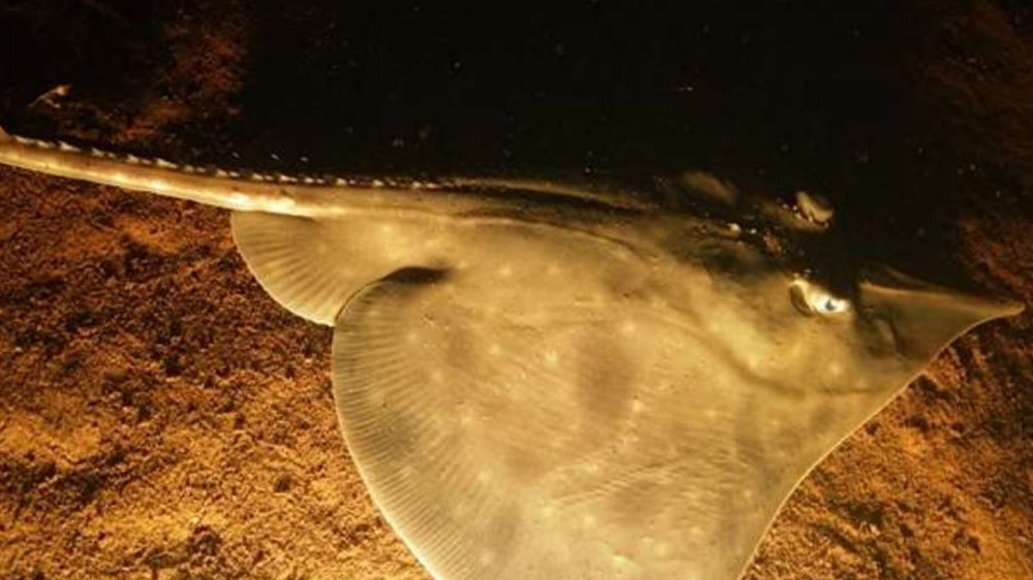    Фото: fishesofaustralia.net.au