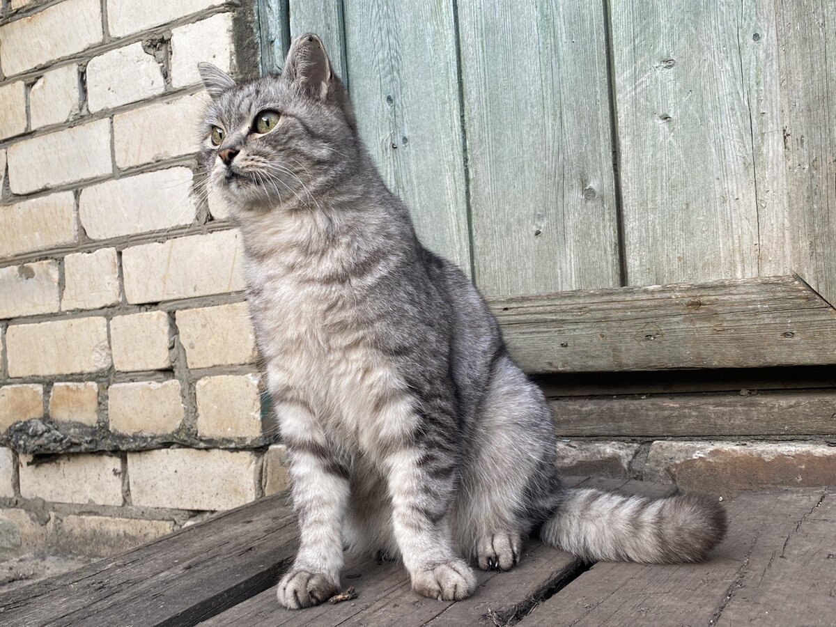 Страж сада - Котонадзор