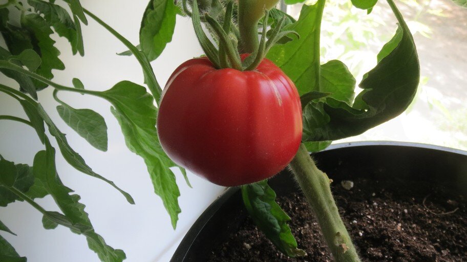 18 мая 2023 года. Плод.