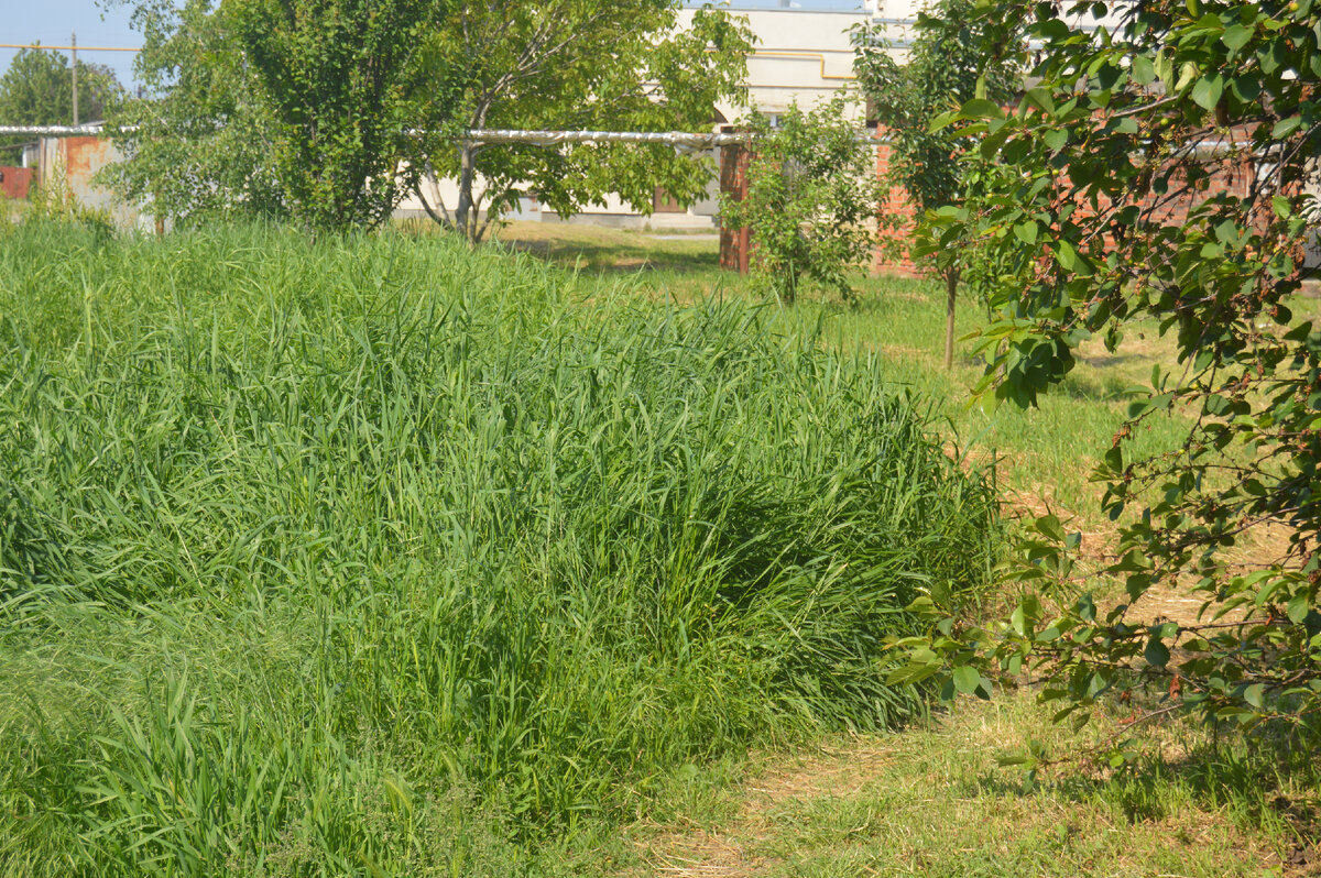 Фото автора. 18.05.2023. Станица. Густая нынче трава.