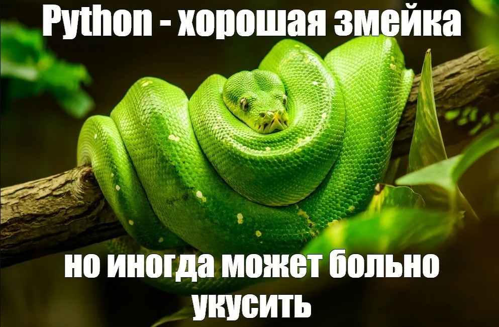 Python: Когда твой код такой красивый, что даже змеи восхищаются.