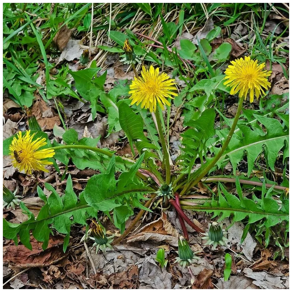 Одуванчик лекарственный