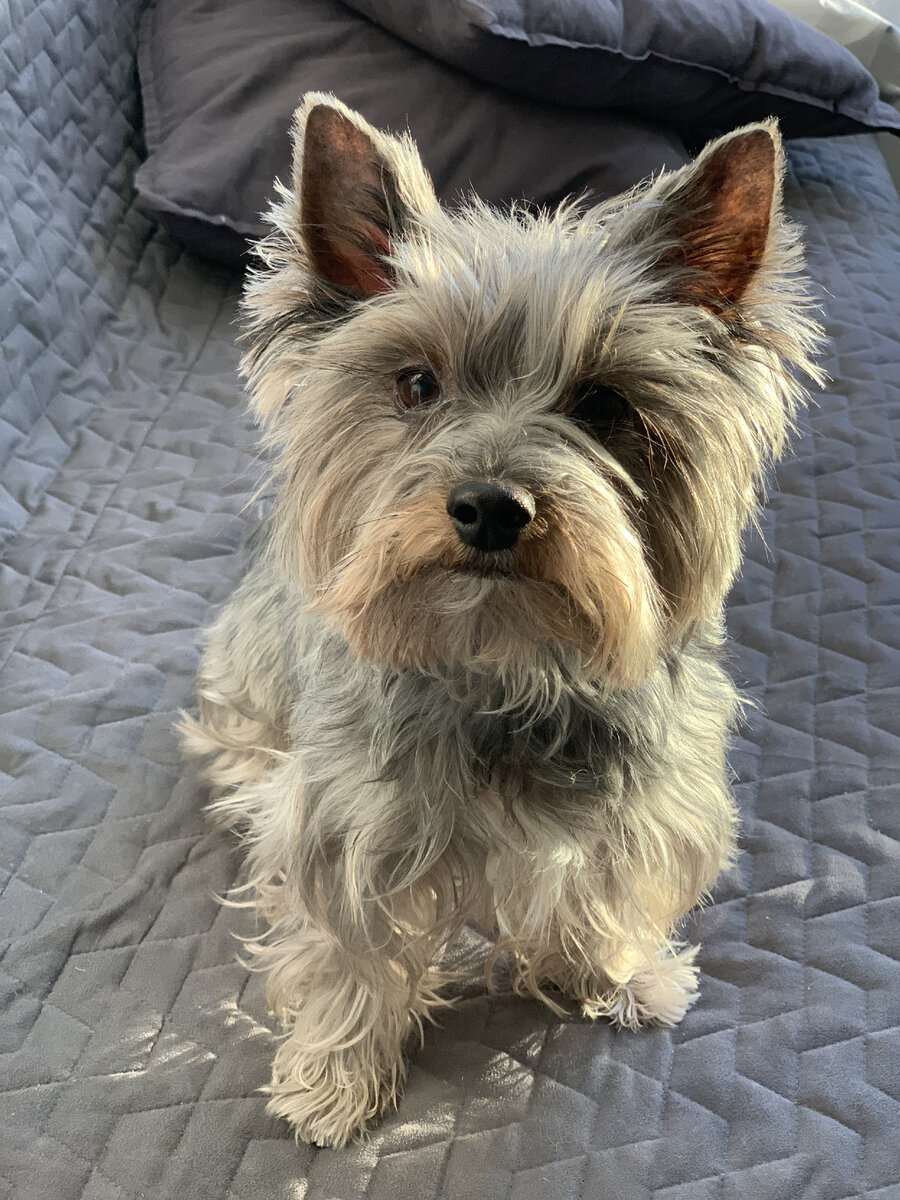 Гав Светланович)