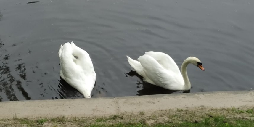    Лебеди Елисей и Любава вернулись в Летний сад.vk.com/lsadex