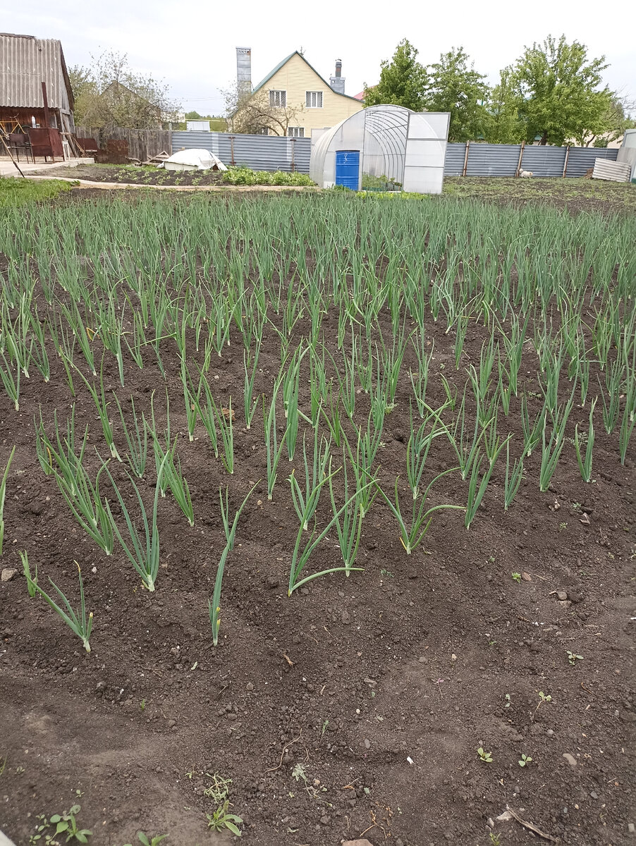 Лук сортов Штутгартер и Стурон